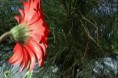 A Flor e a Árvore de Natal
